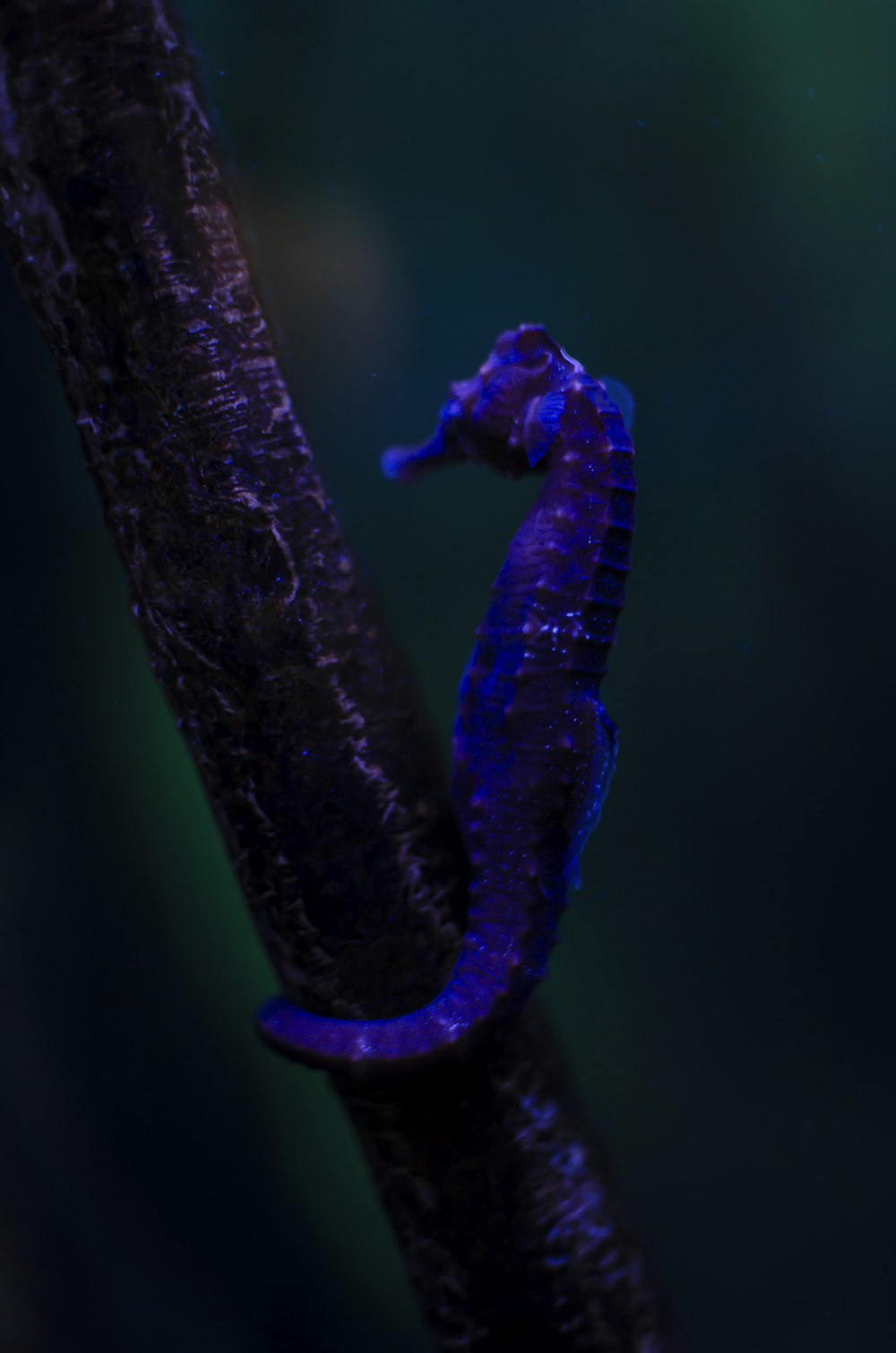 purple and green caterpillar on green stem
