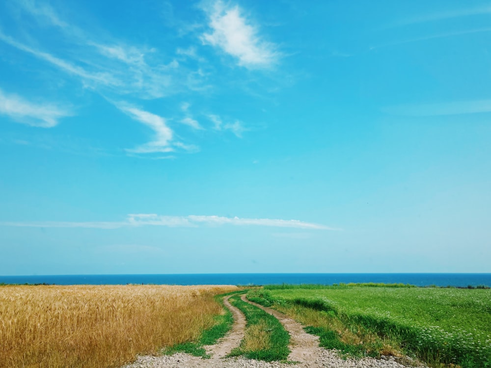 Grünes Grasfeld in der Nähe von Gewässern unter blauem Himmel tagsüber