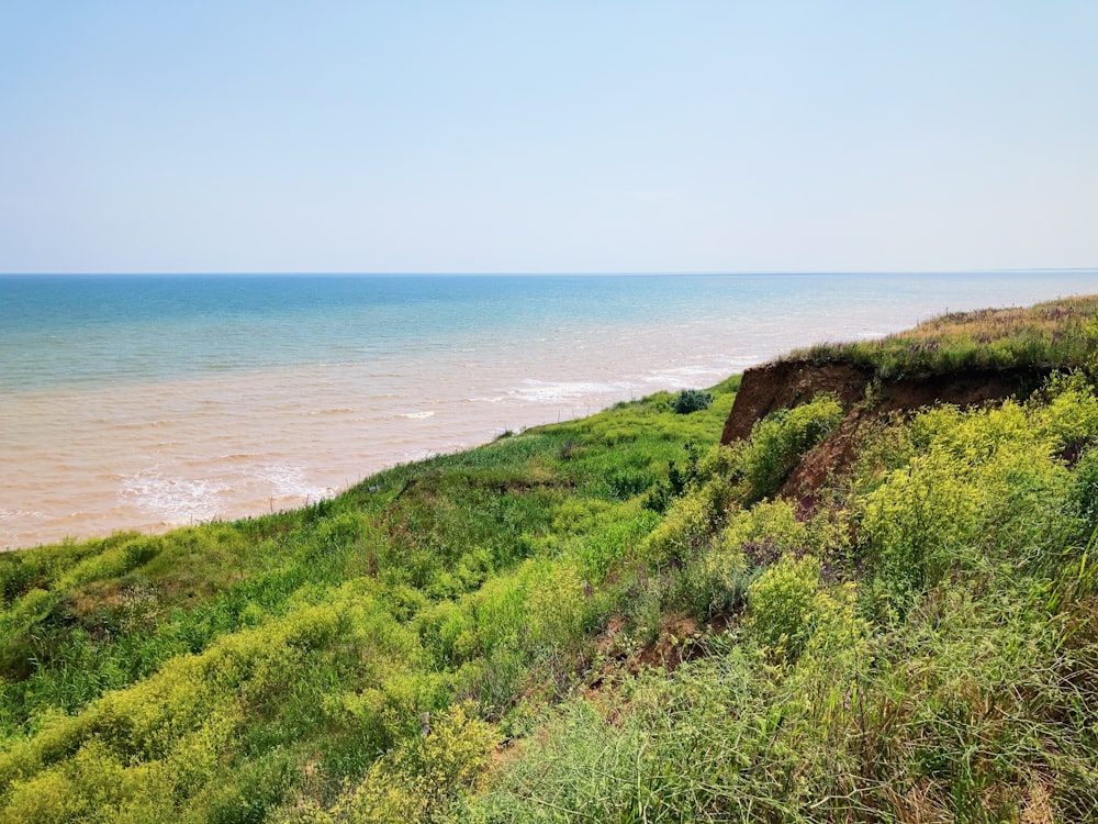 Champ d’herbe verte près de la mer pendant la journée