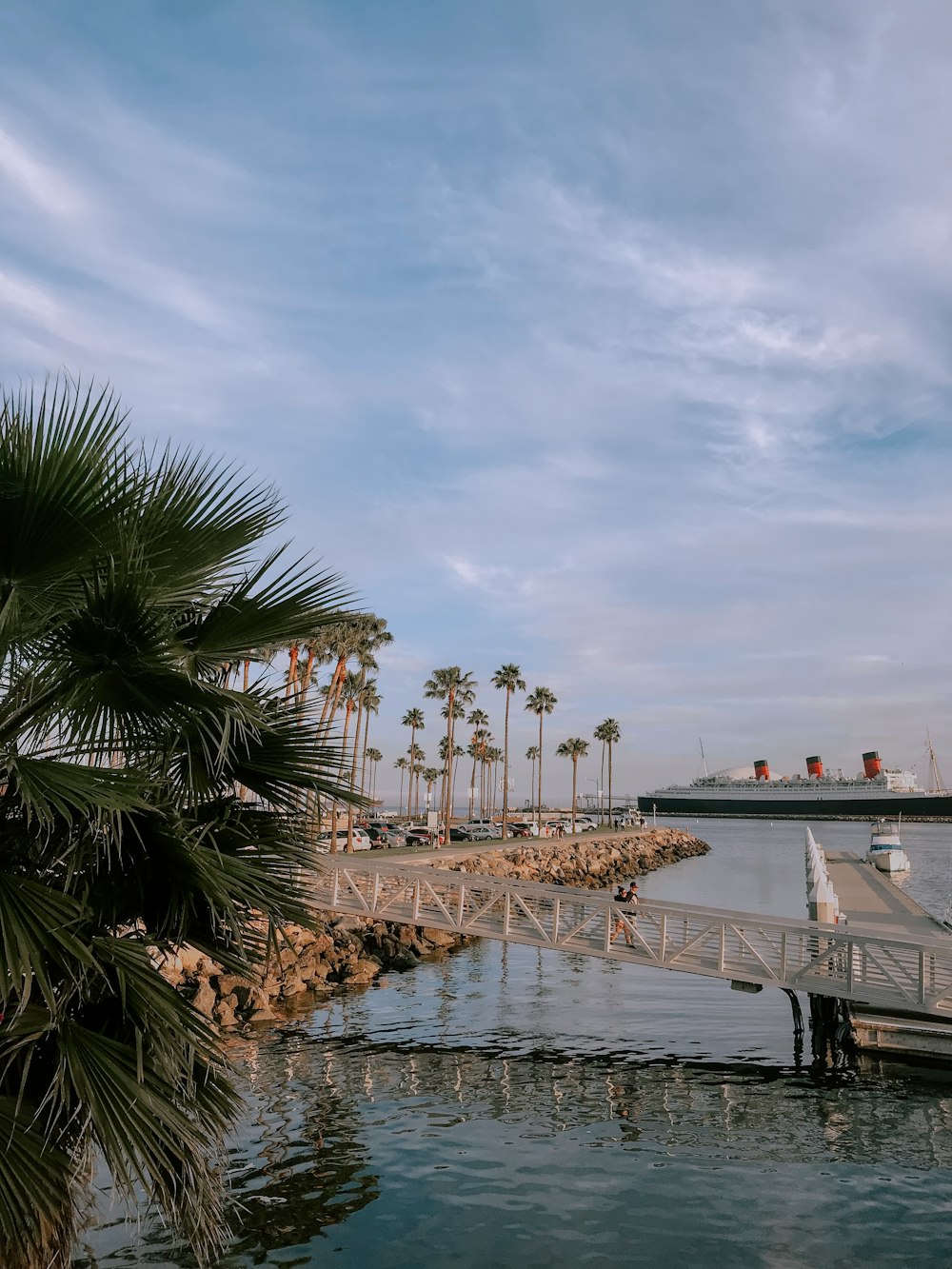 palm trees near body of water during daytime