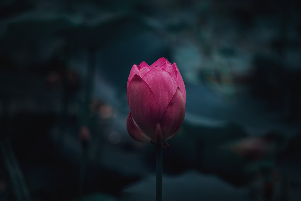 pink flower in tilt shift lens