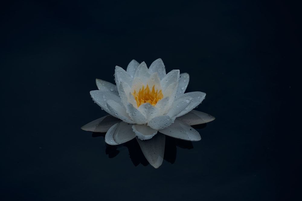 white flower with black background