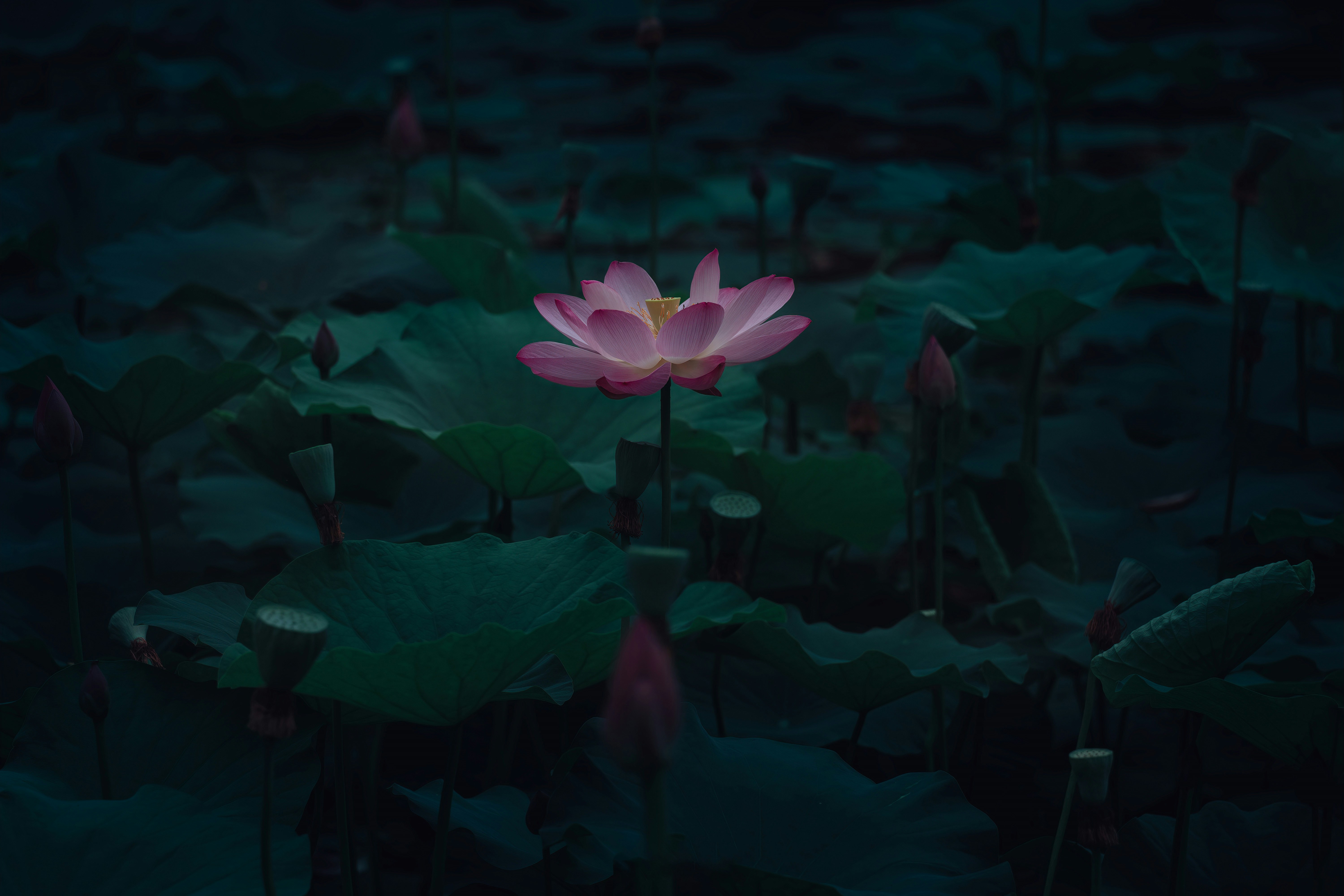 A beautiful image of a lotus flower blooming in a murky pond, with the sun rising in the background, symbolizing growth and hope.