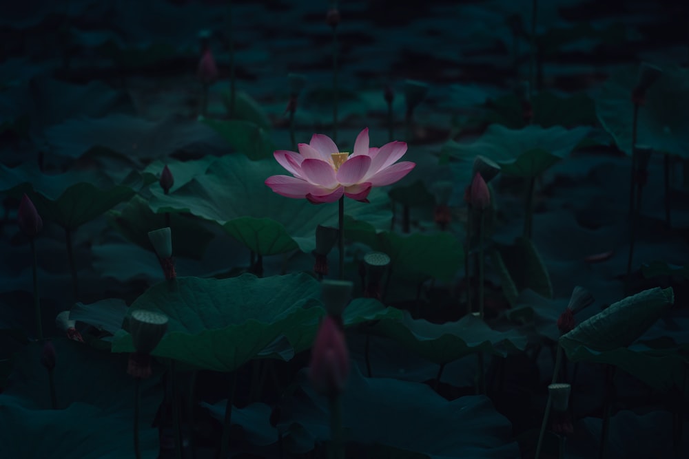 pink lotus flower in bloom