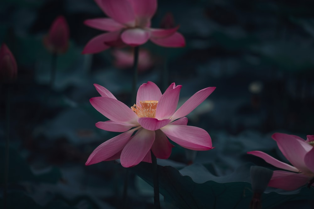 fleur de lotus rose en fleurs pendant la journée