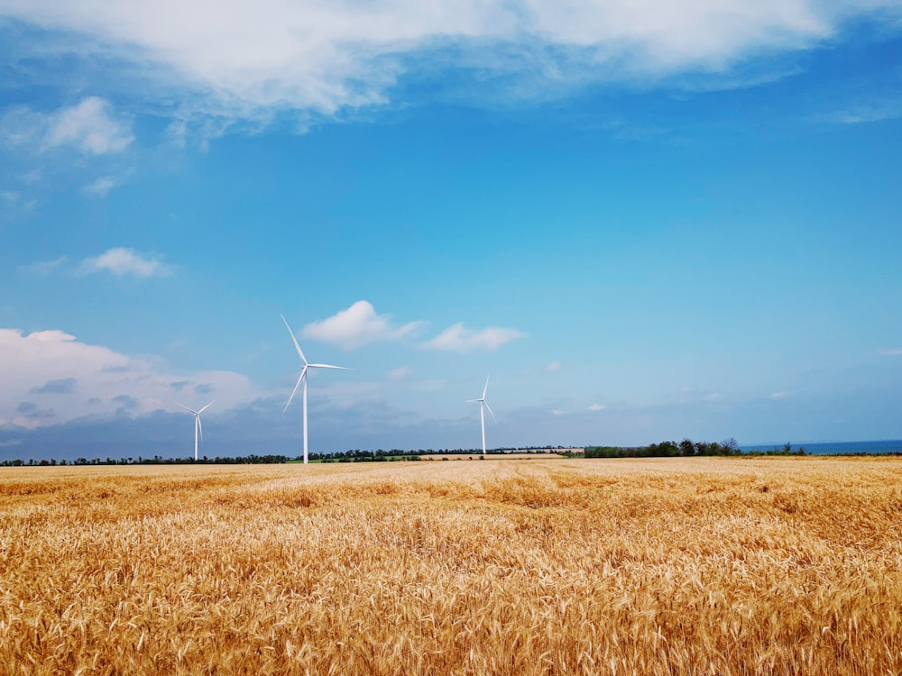 brown grass field under blue sky during daytime