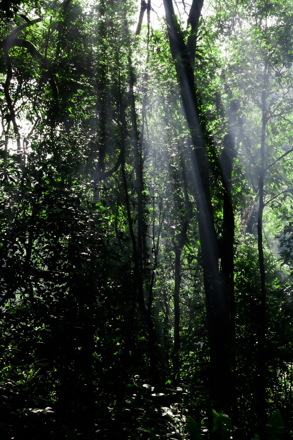 green trees under white sky during daytime