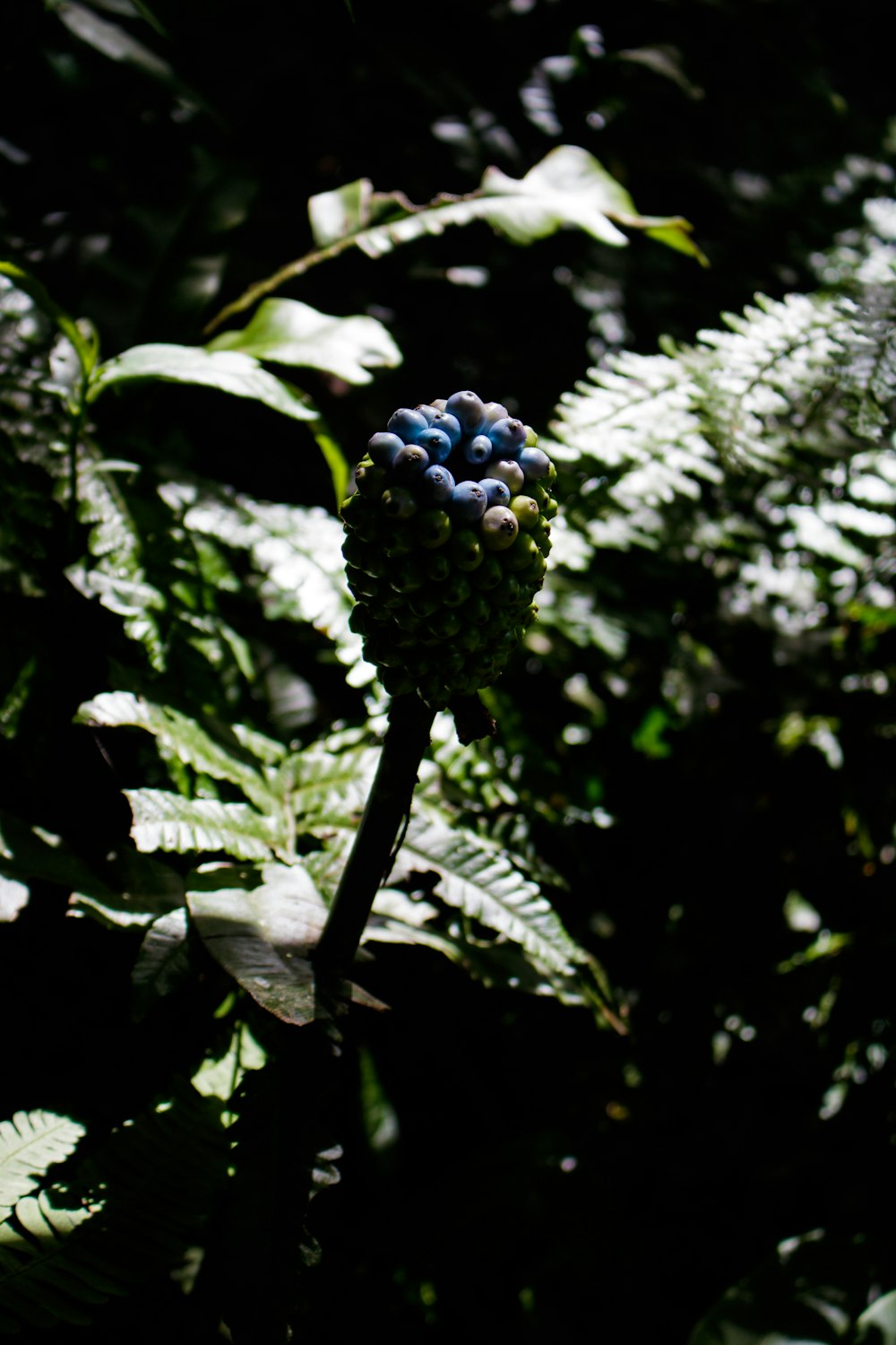 blue flower buds in tilt shift lens