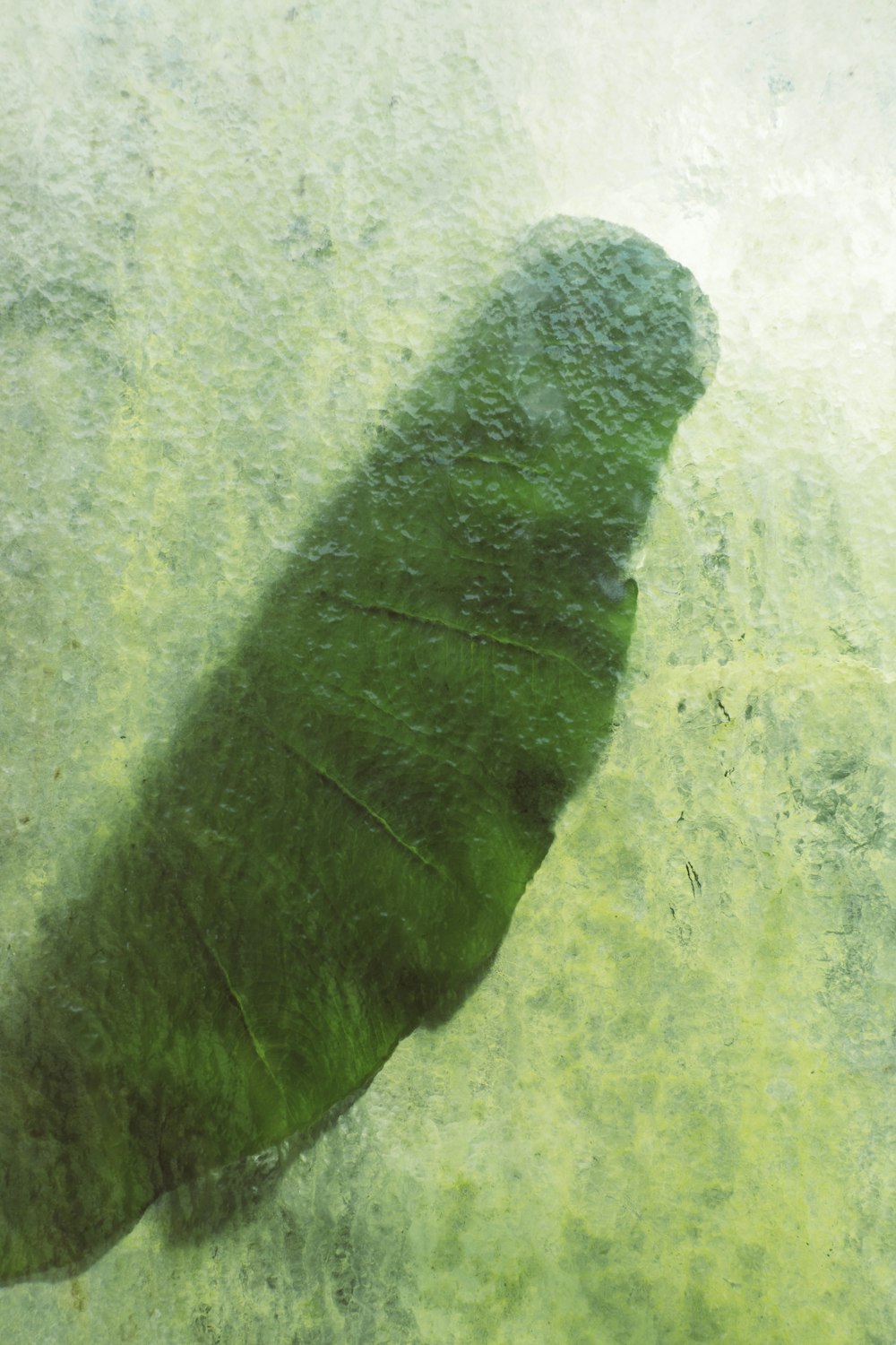 green leaf on gray concrete floor