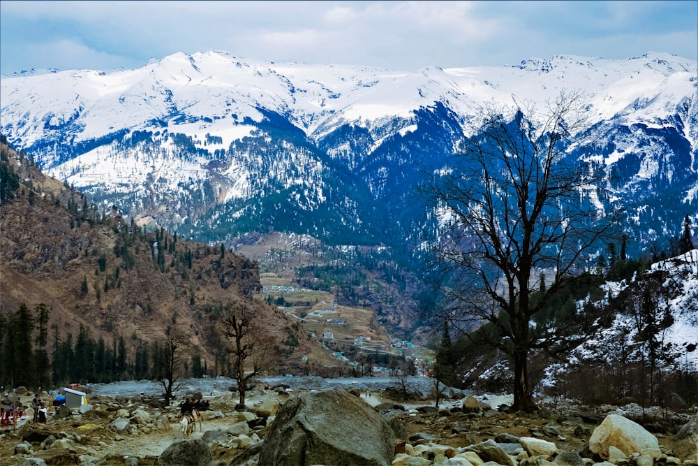 bare trees near snow covered mountain during daytime