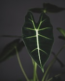green leaf in close up photography