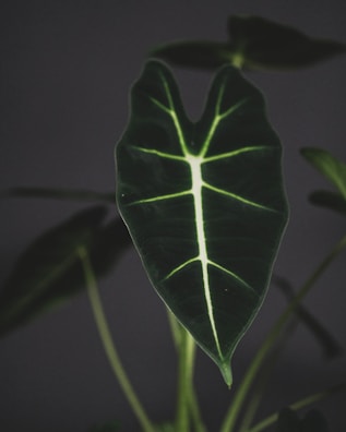 green leaf in close up photography