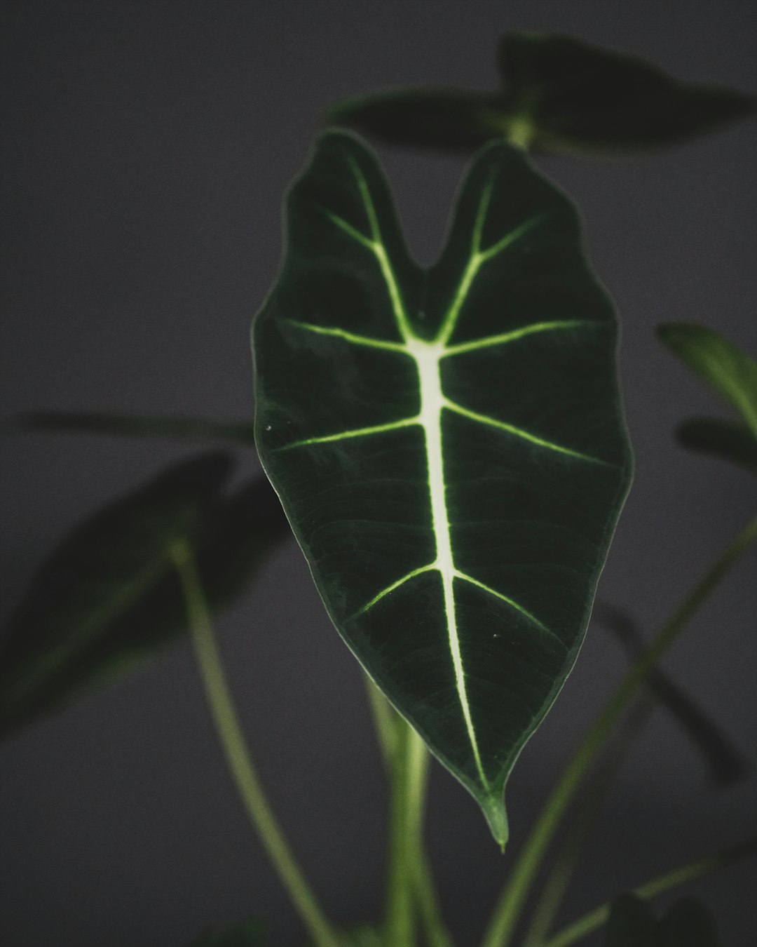 green leaf in close up photography