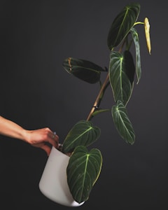 A hand gently holding a white pot containing a tall plant with large, dark green leaves. The plant's leaves have prominent light green veins and a yellowish new leaf visible at the top. The background is a dark, neutral color, enhancing the contrast with the vibrant foliage.