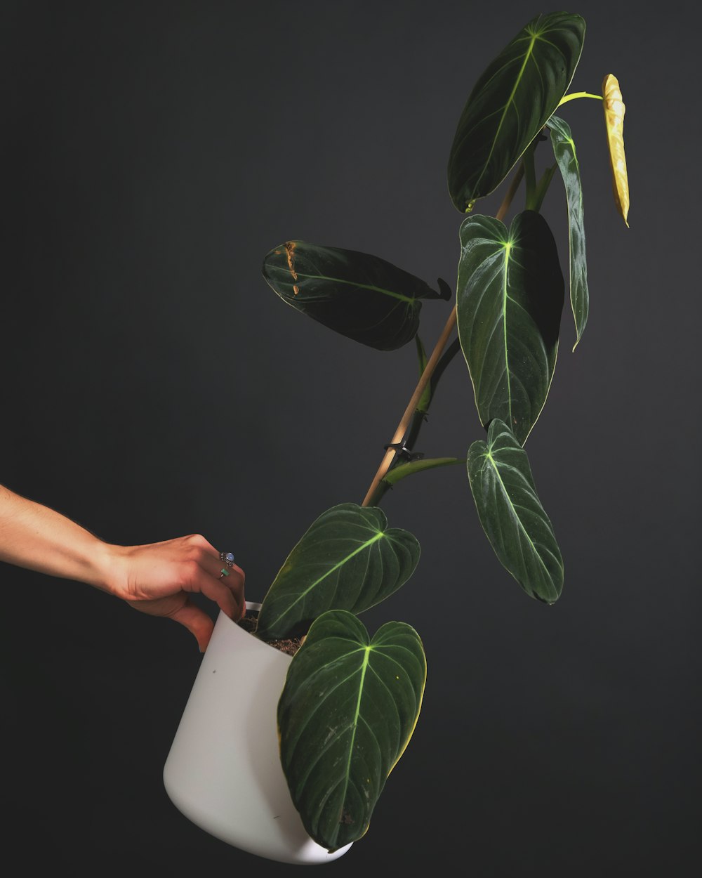 person holding green plant in white ceramic vase