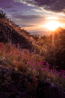 Sunrise over Barichara's flowering hills during the festival