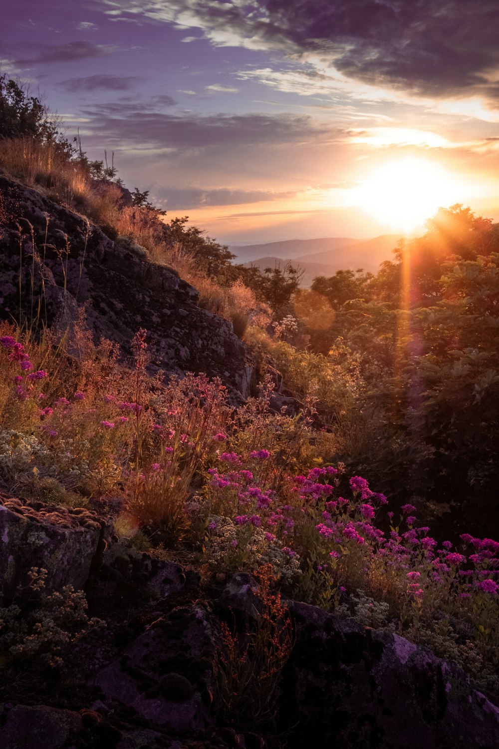 pink flowers on brown rocky mountain during sunset