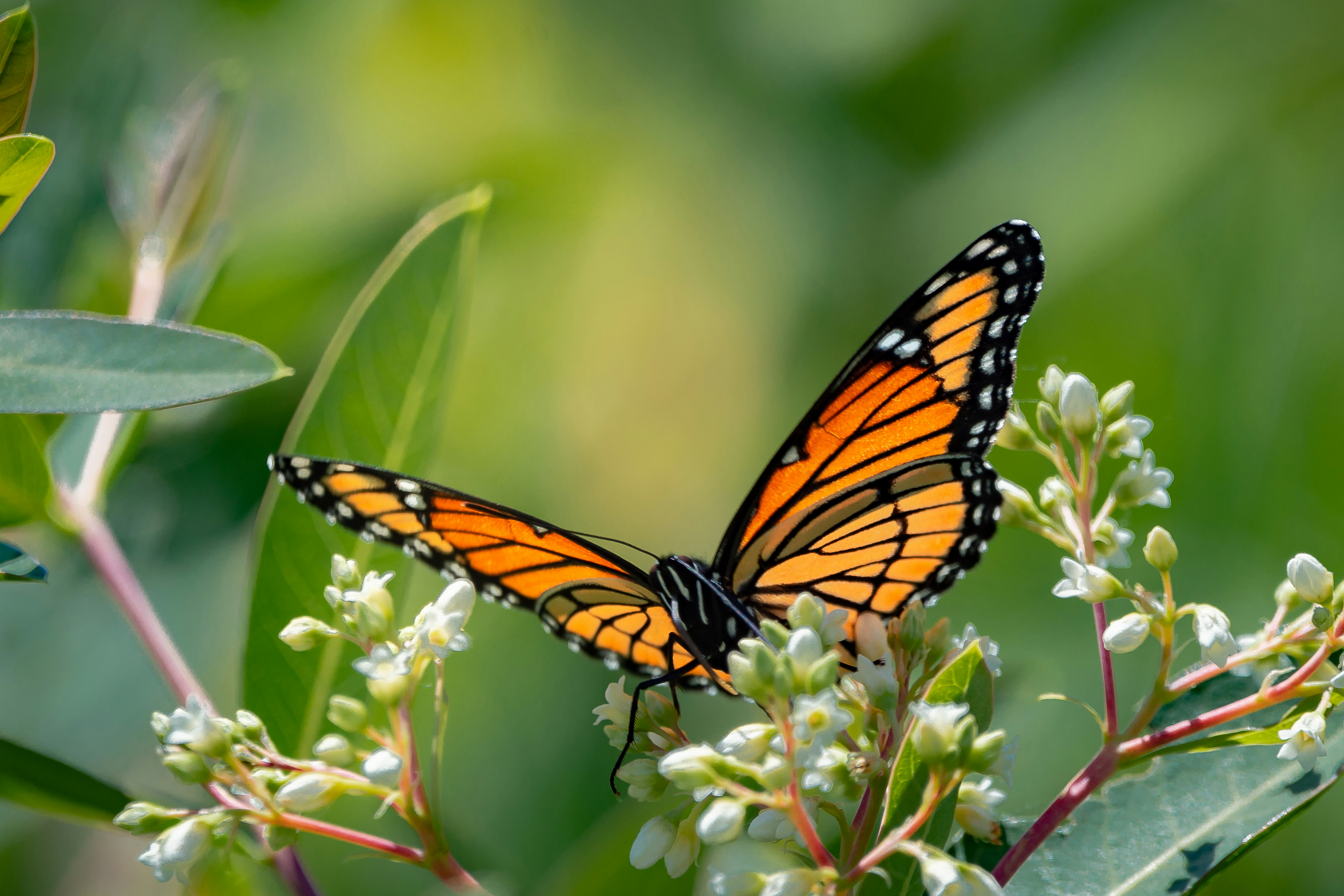 Photo by david_thielen