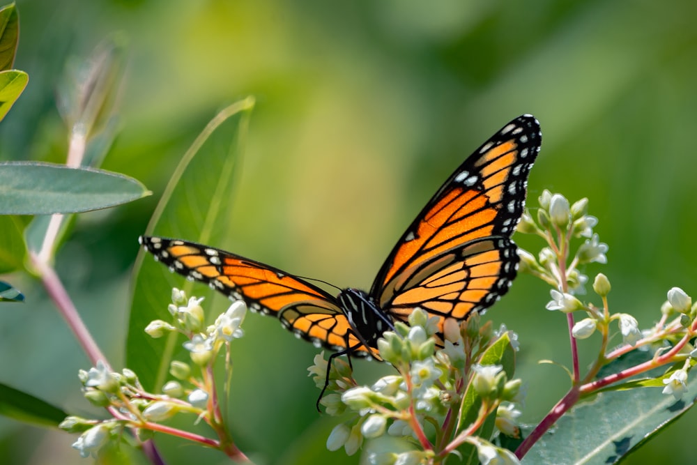 monarch butterfly perched on white flower in close up photography during daytime