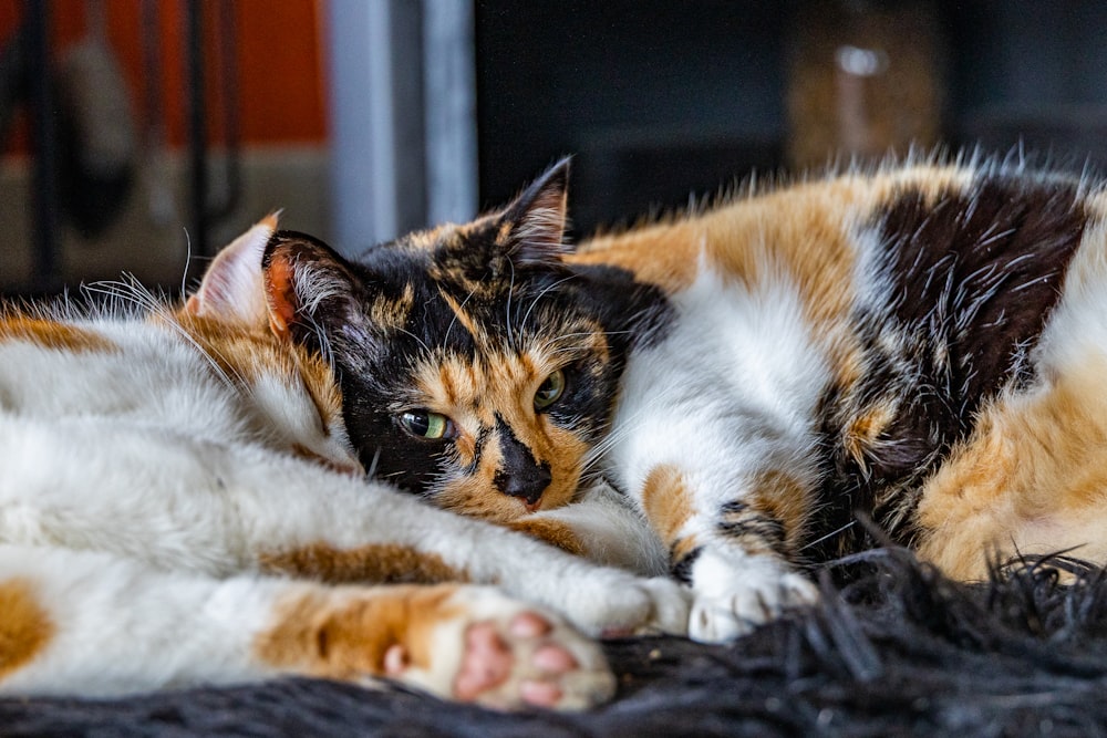 calico cat lying on white textile