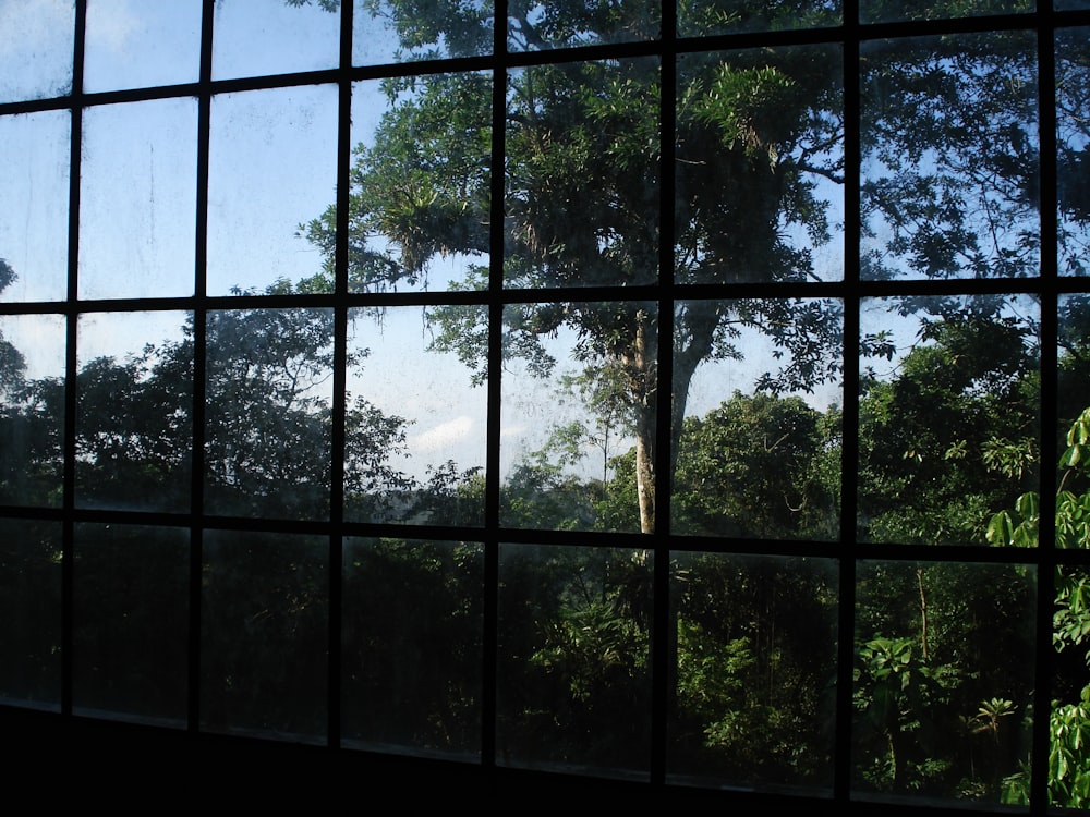 green trees on the window