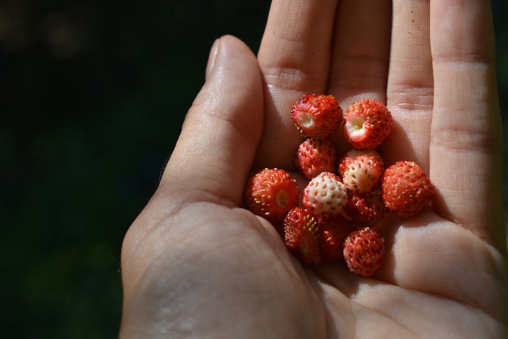 red fruits on persons hand