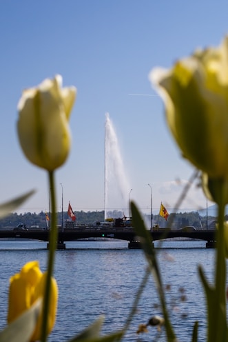 yellow flowers near body of water during daytime