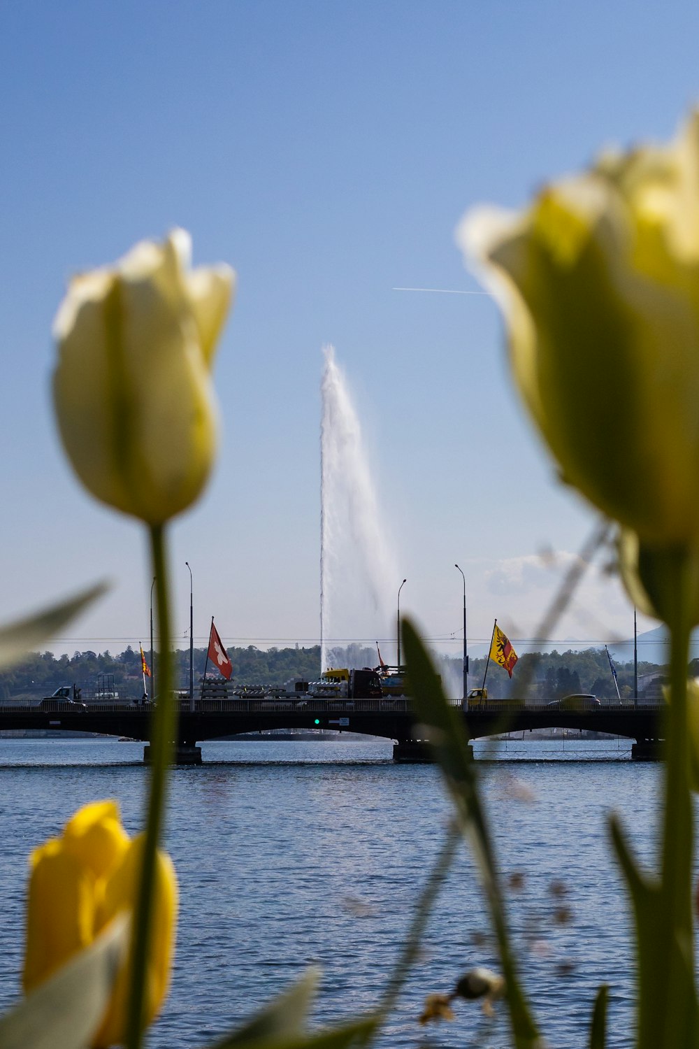 fiori gialli vicino allo specchio d'acqua durante il giorno