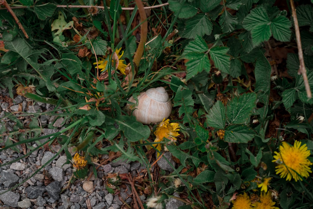 white garlic on green grass