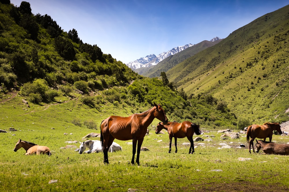 caballos en el campo de hierba verde cerca de los árboles verdes bajo el cielo azul durante el día