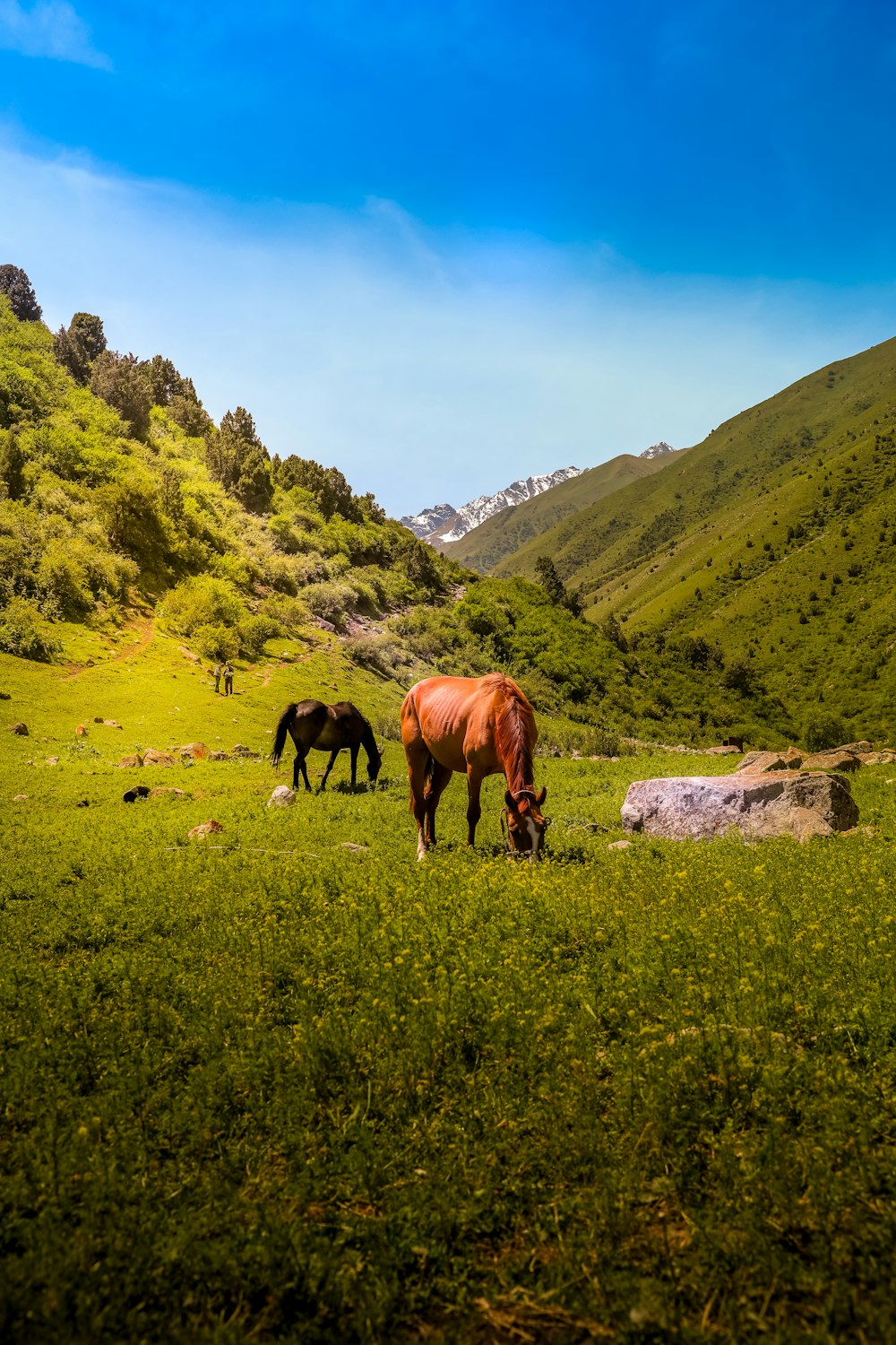 Caballo marrón en el campo de hierba verde durante el día