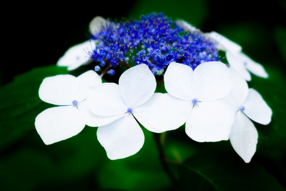 white and purple flowers in tilt shift lens