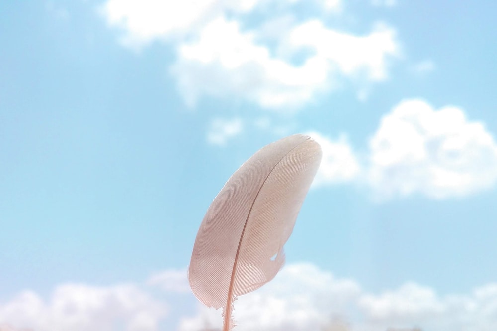 plume blanche sous le ciel bleu pendant la journée