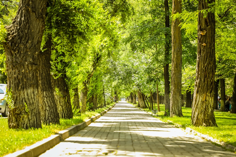 gray concrete pathway between green trees during daytime