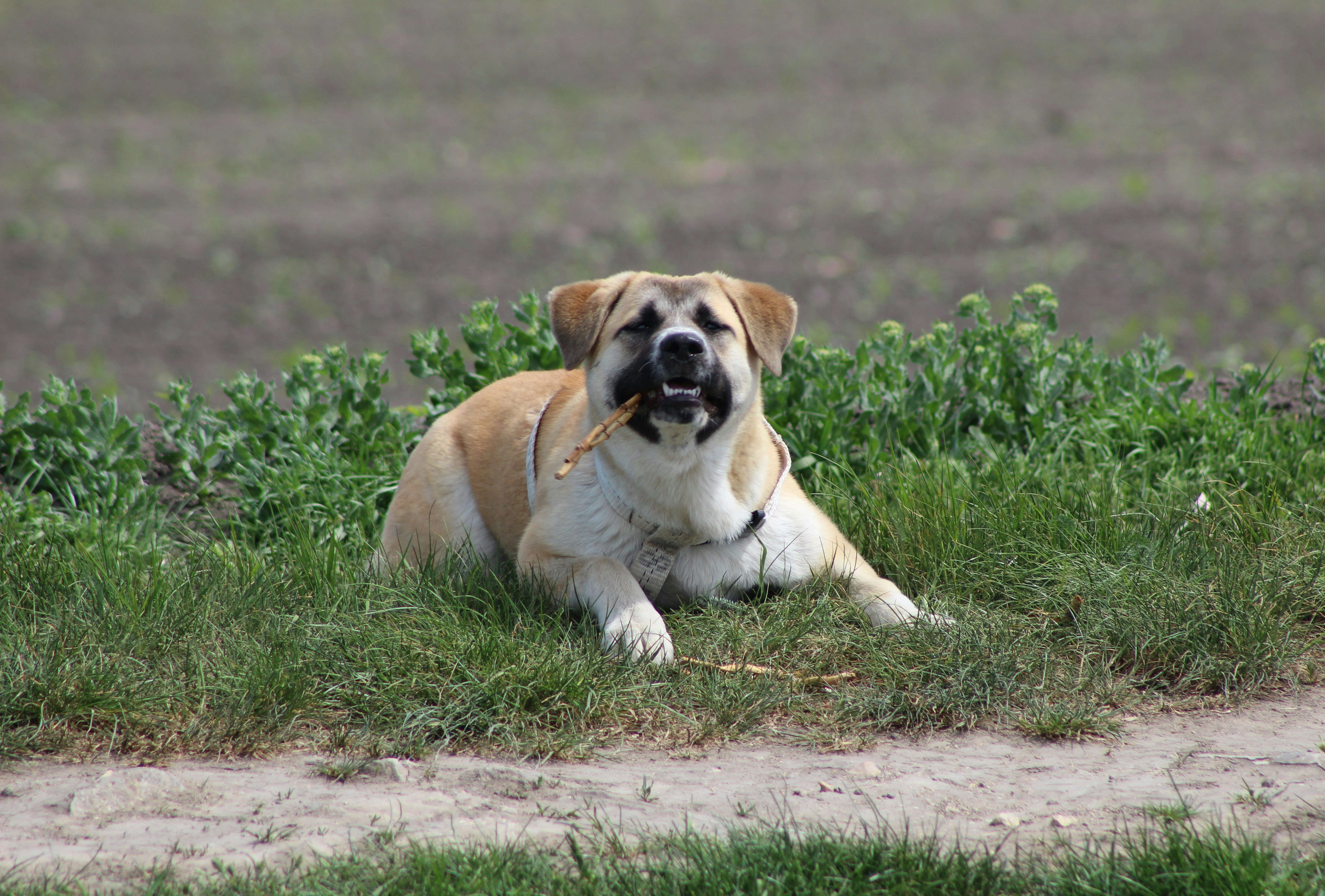 brown and white short coated dog lying on green grass field during daytime