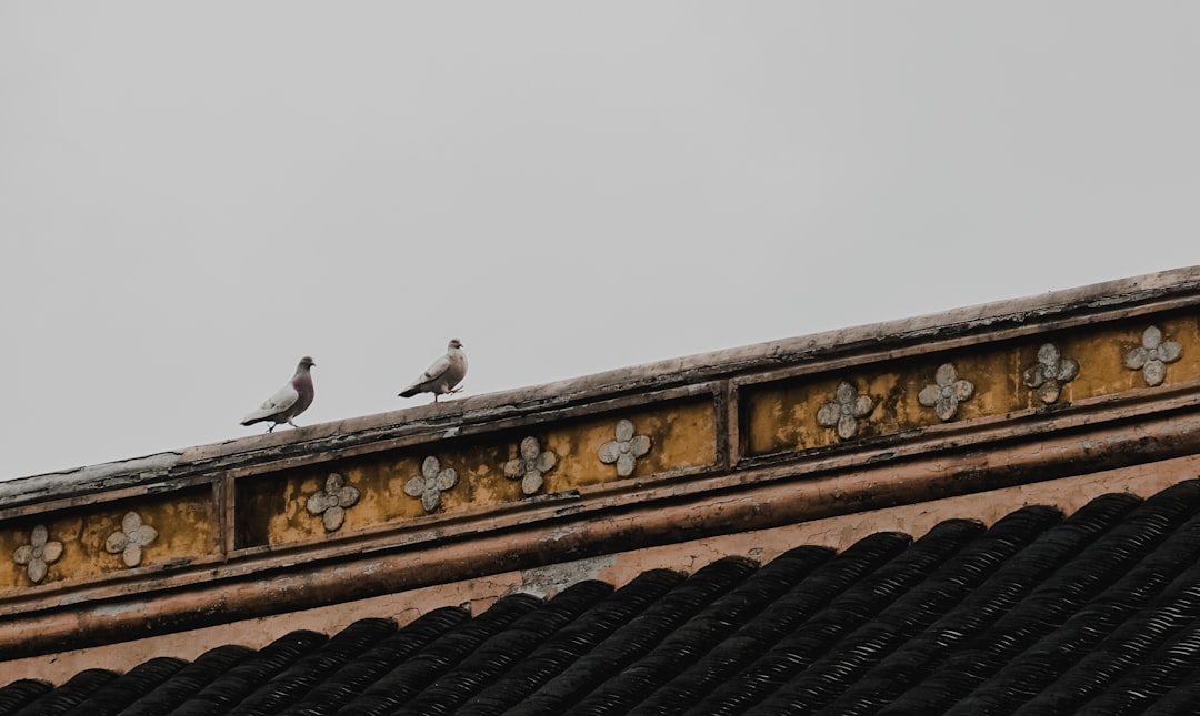 two birds on brown roof