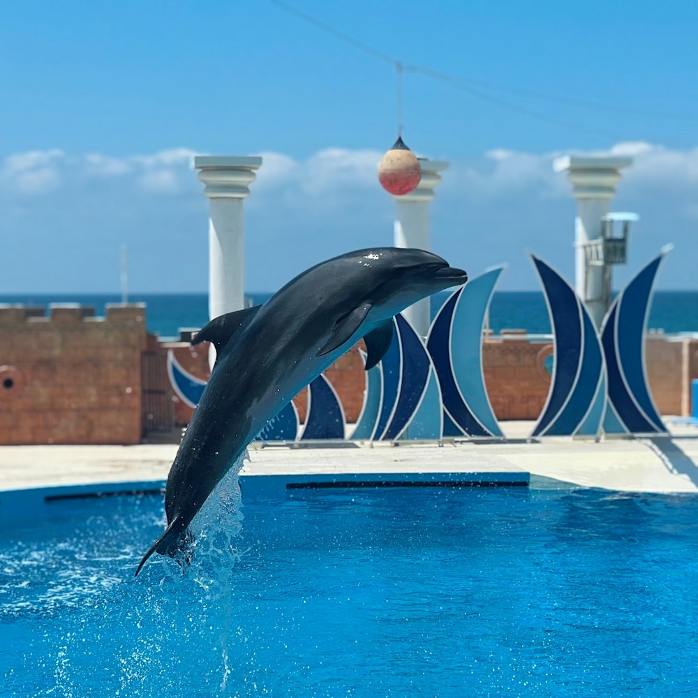 black and white dolphin jumping on blue swimming pool during daytime
