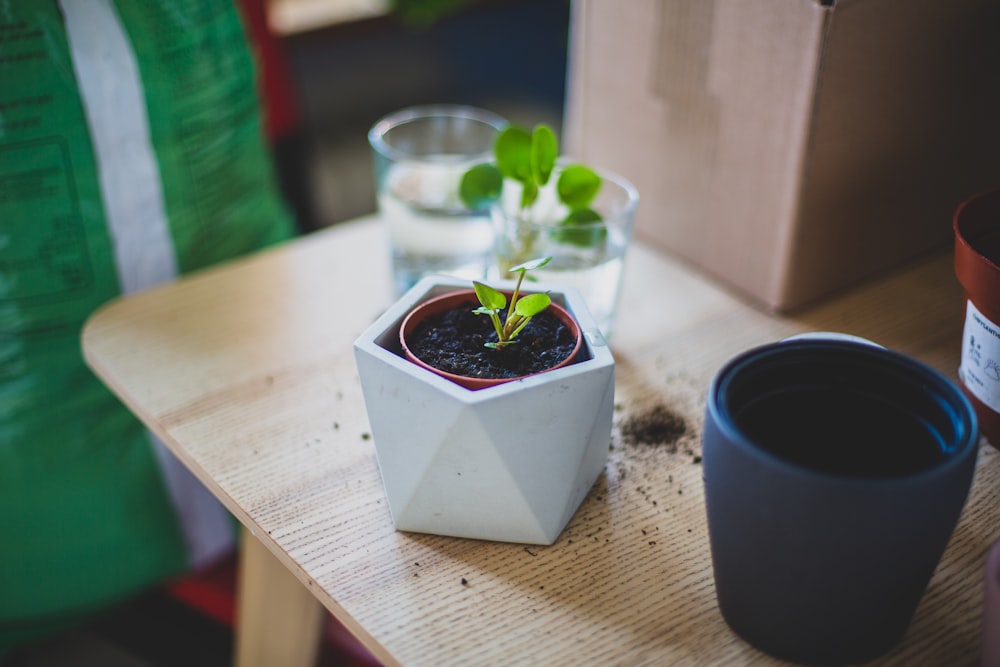 green plant in white ceramic pot