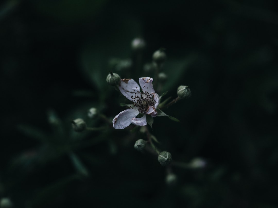 white flower in tilt shift lens