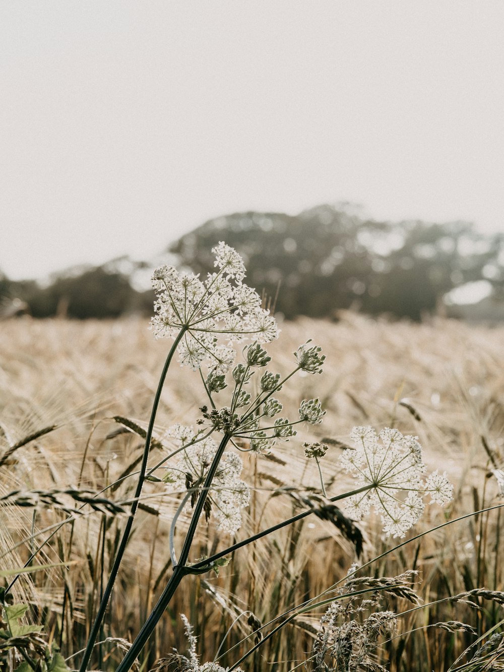 fleur blanche sur le champ d’herbe brune pendant la journée