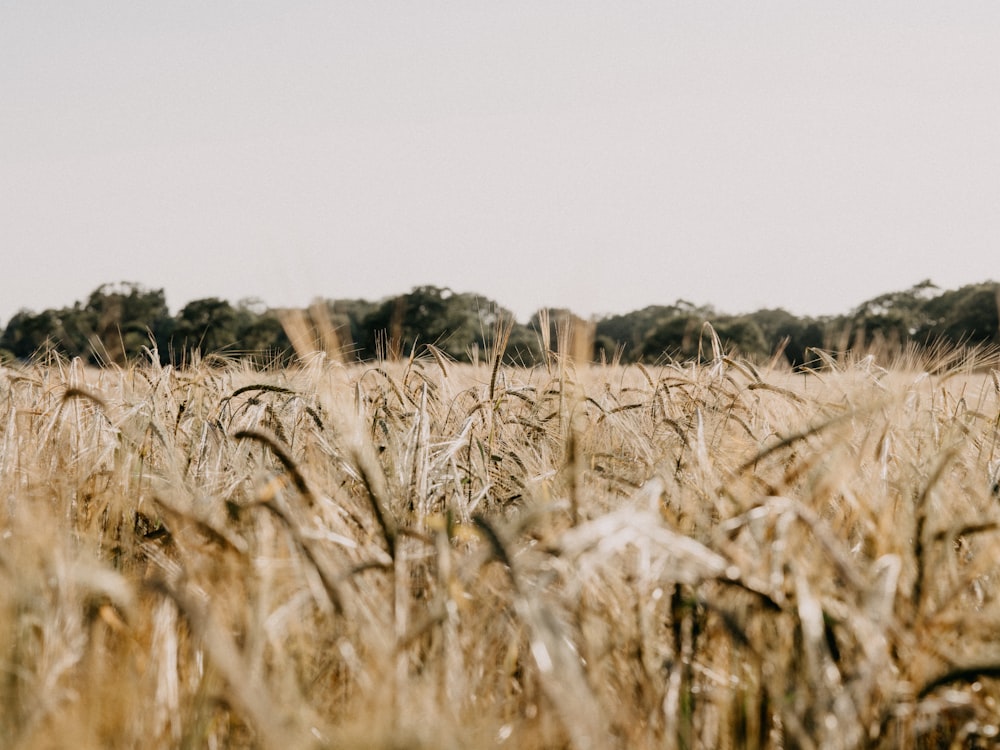 brown grass field during daytime