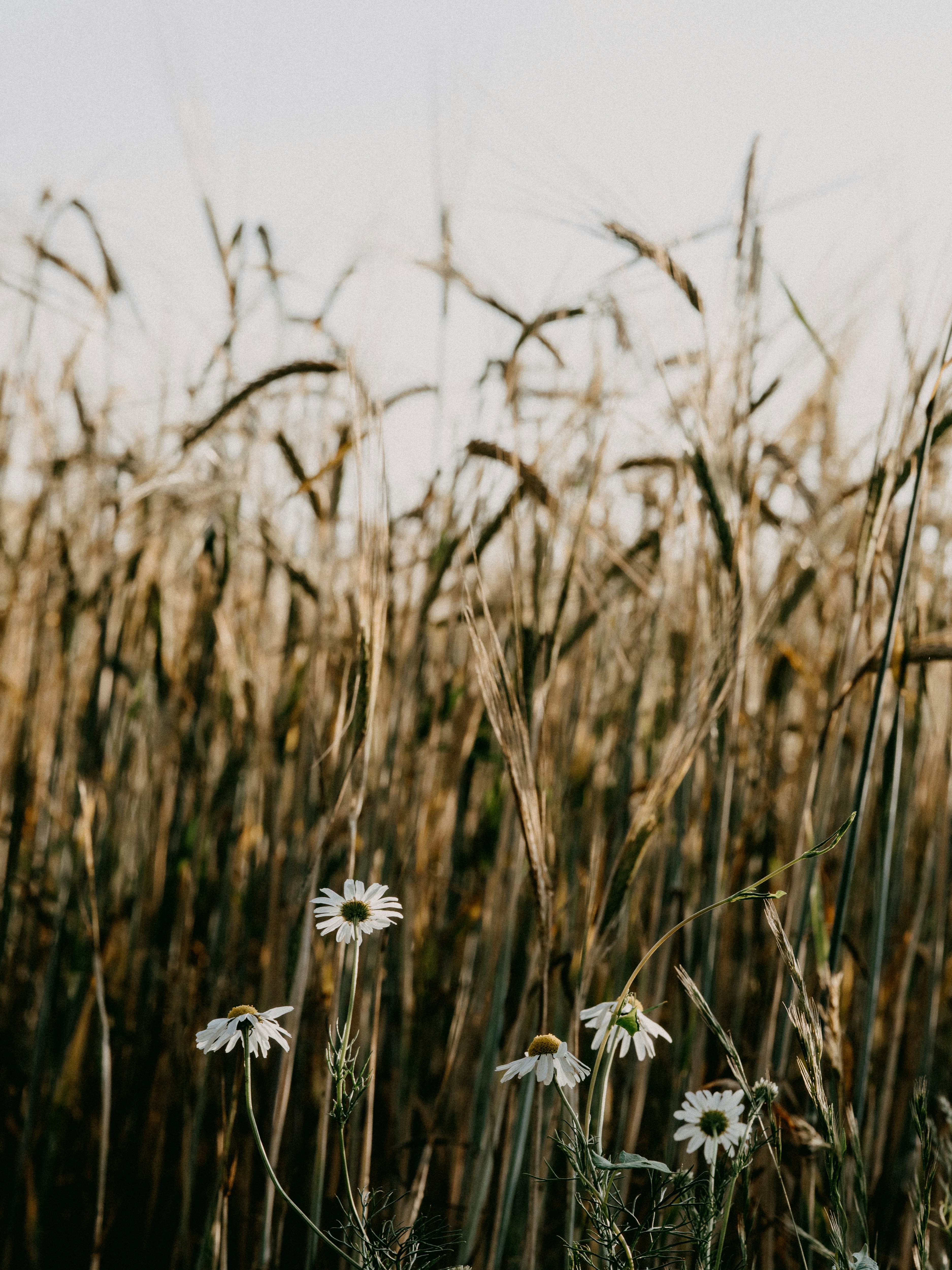 Photo by anniespratt