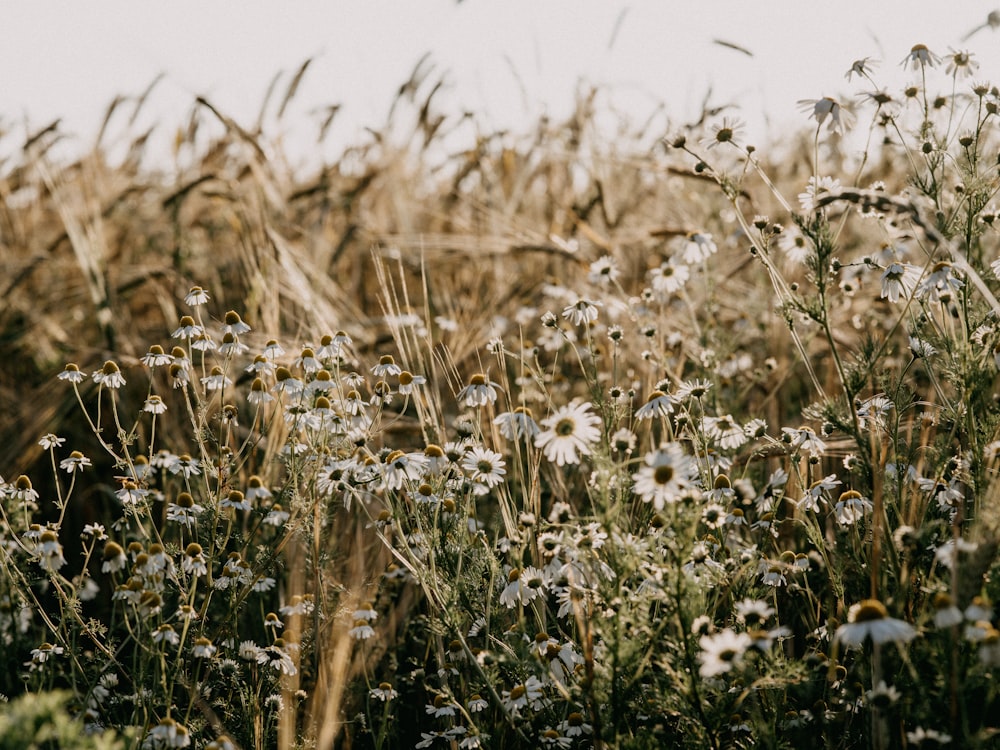 Foto flores blancas en el campo de hierba verde durante el día – Imagen  Trigo gratis en Unsplash