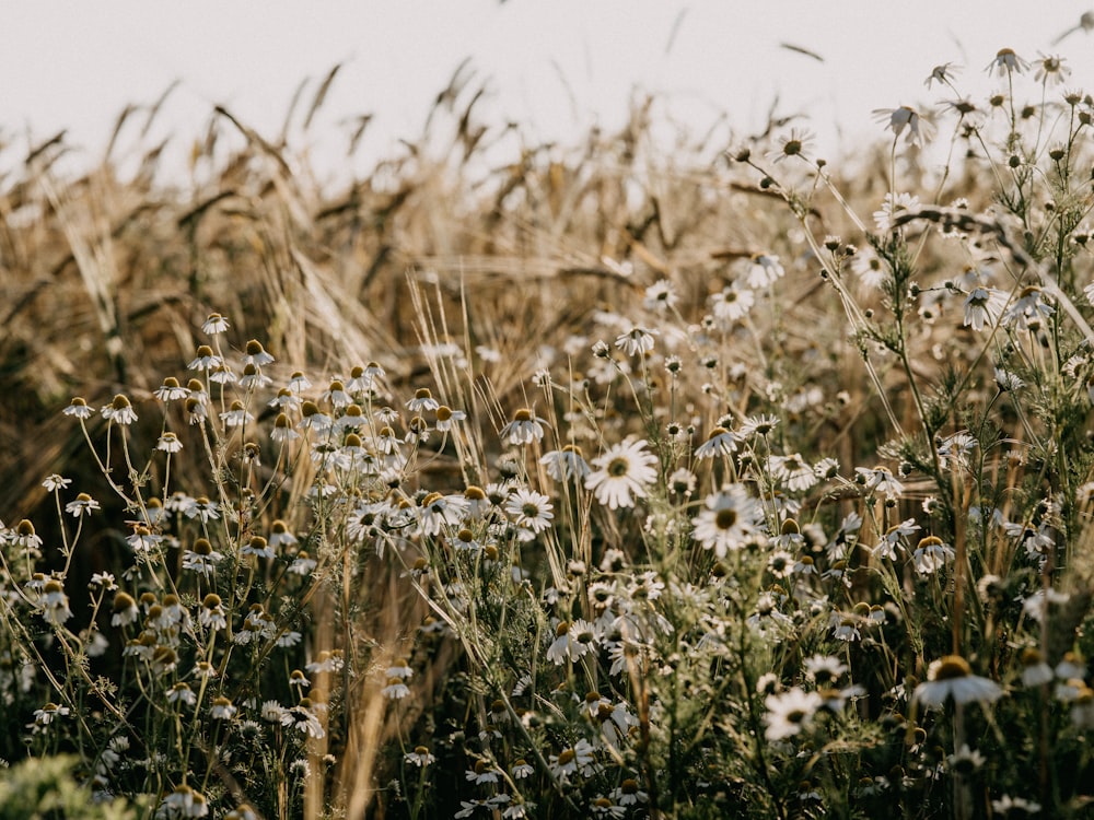 weiße Blumen auf grünem Grasfeld tagsüber