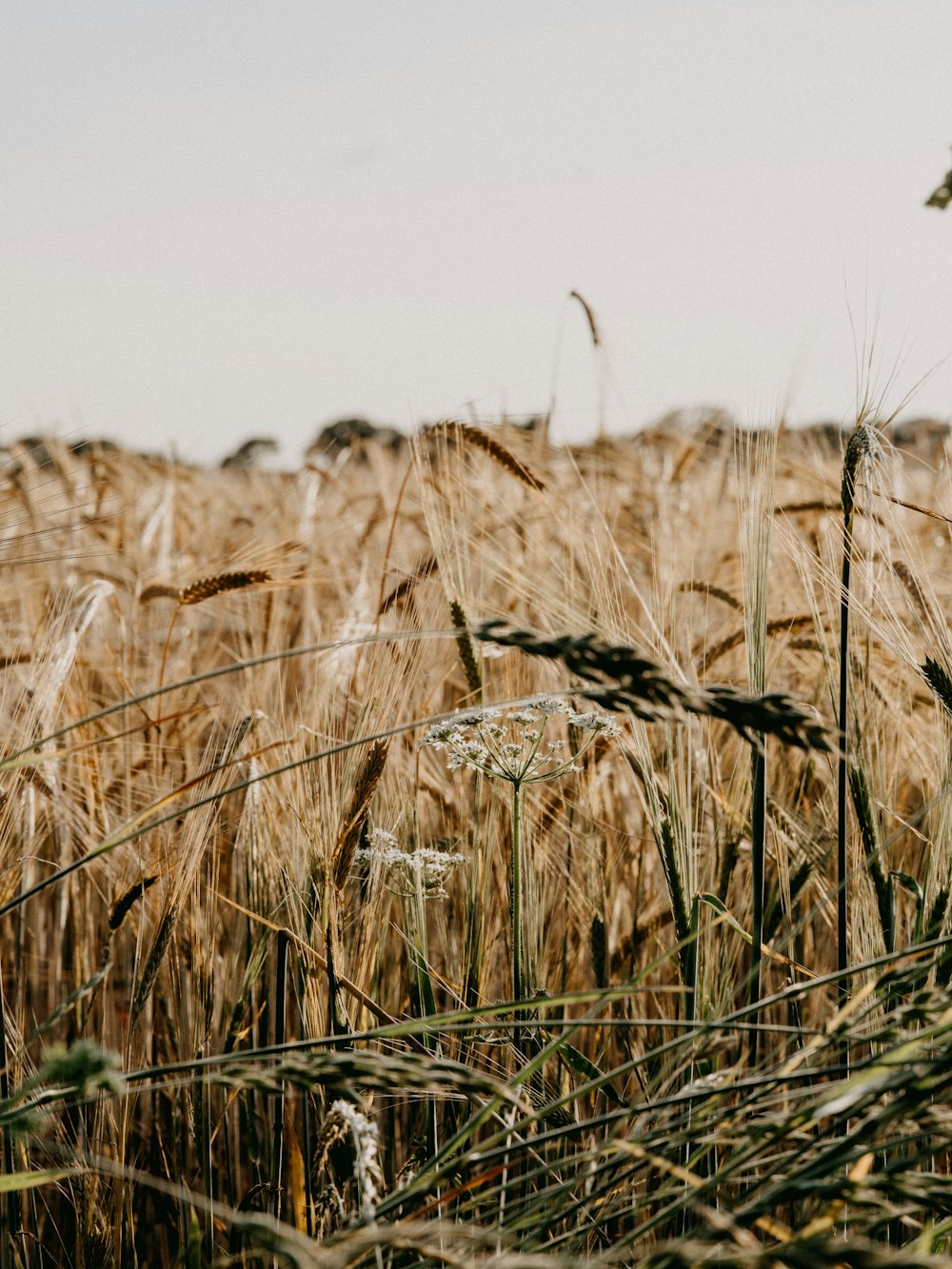 brown wheat field during daytime