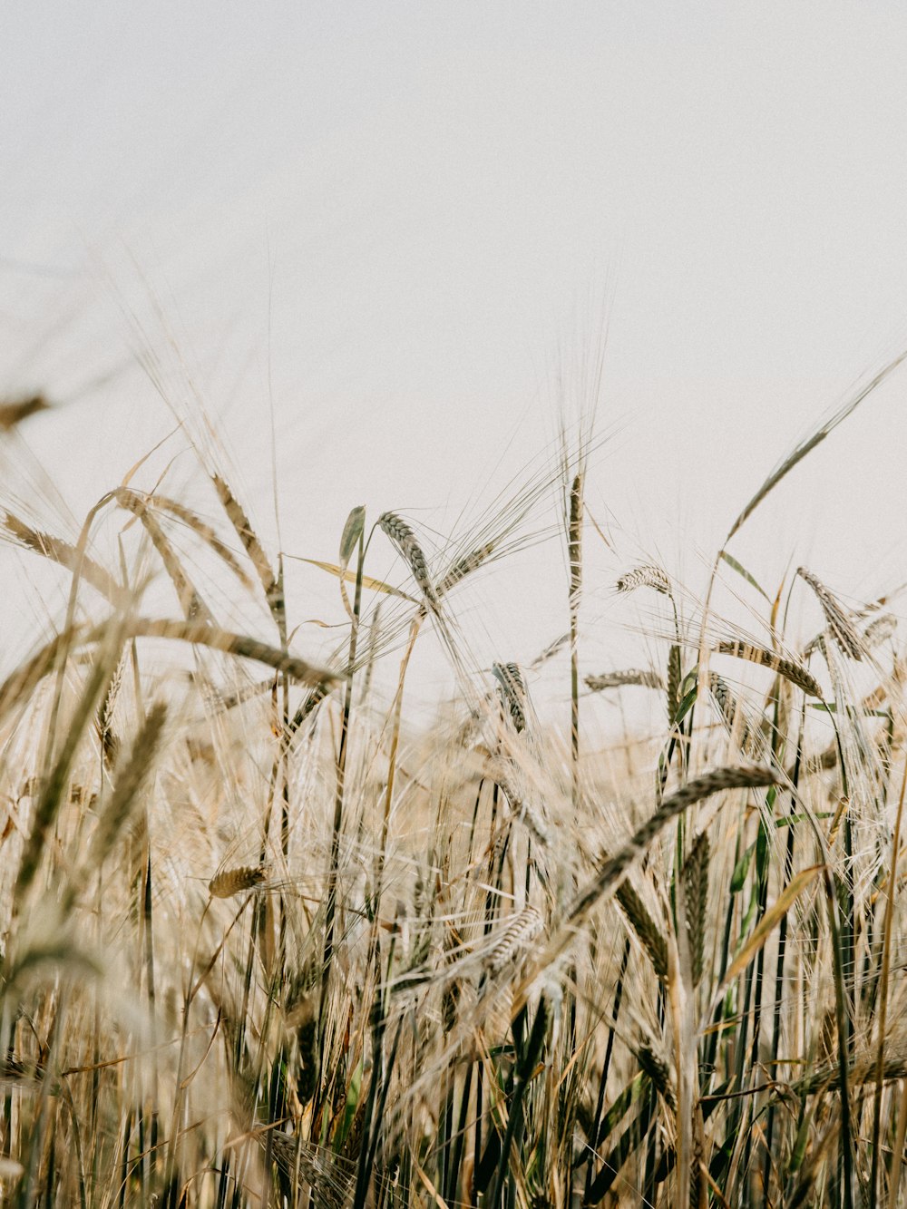 brown grass in close up photography