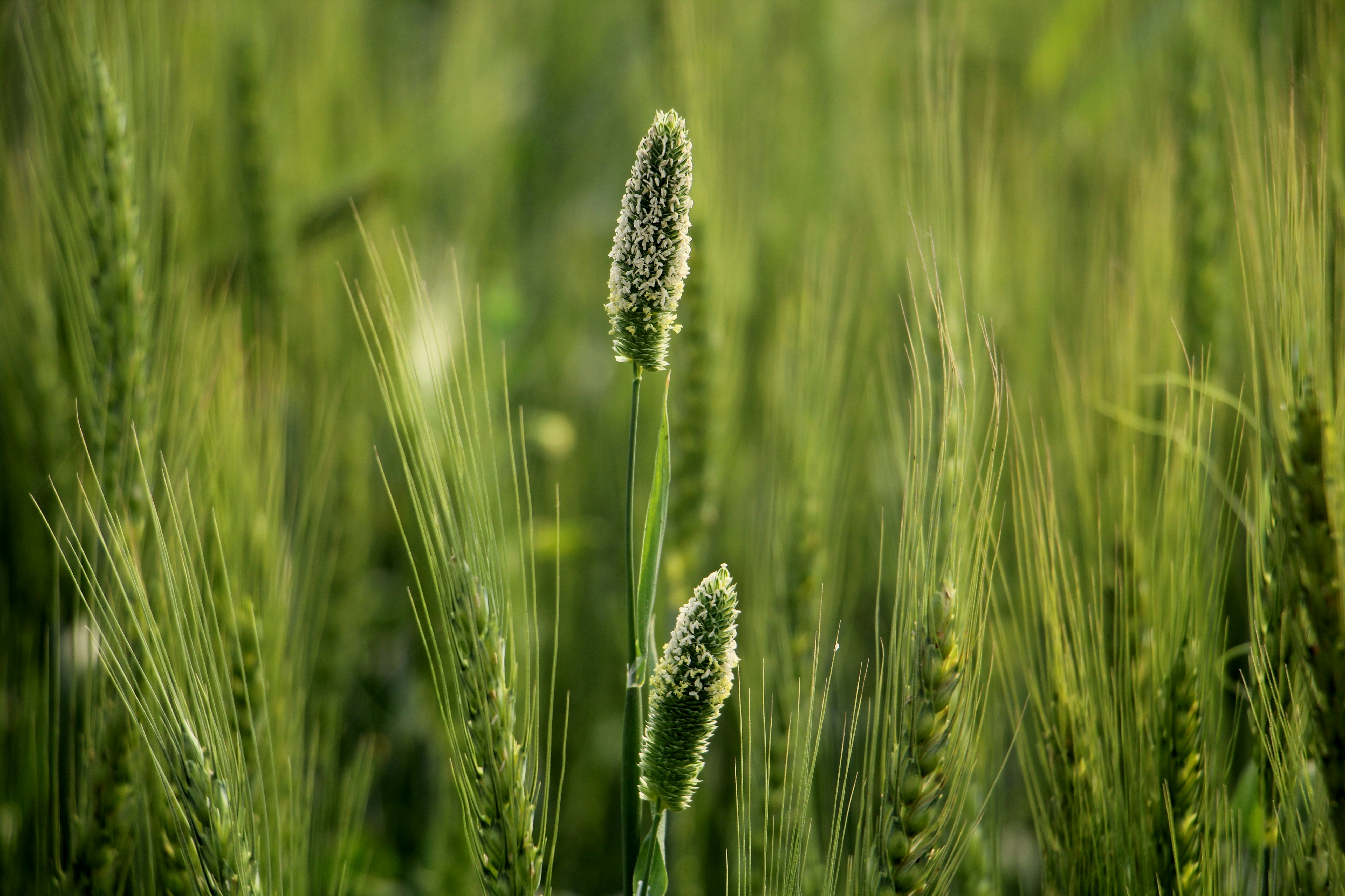 Photo by amitkumar23