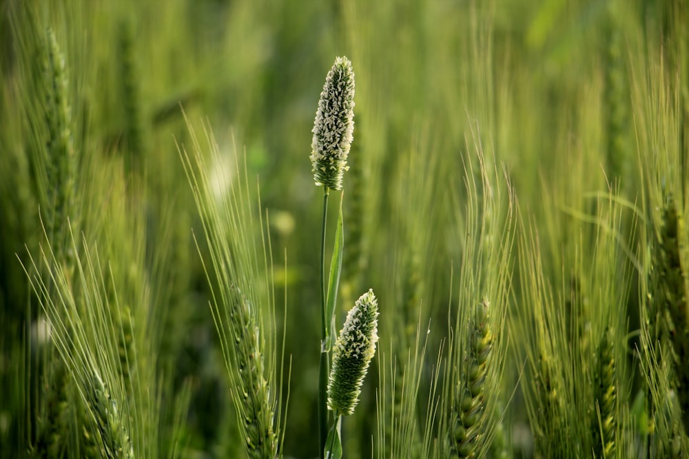 green wheat field during daytime