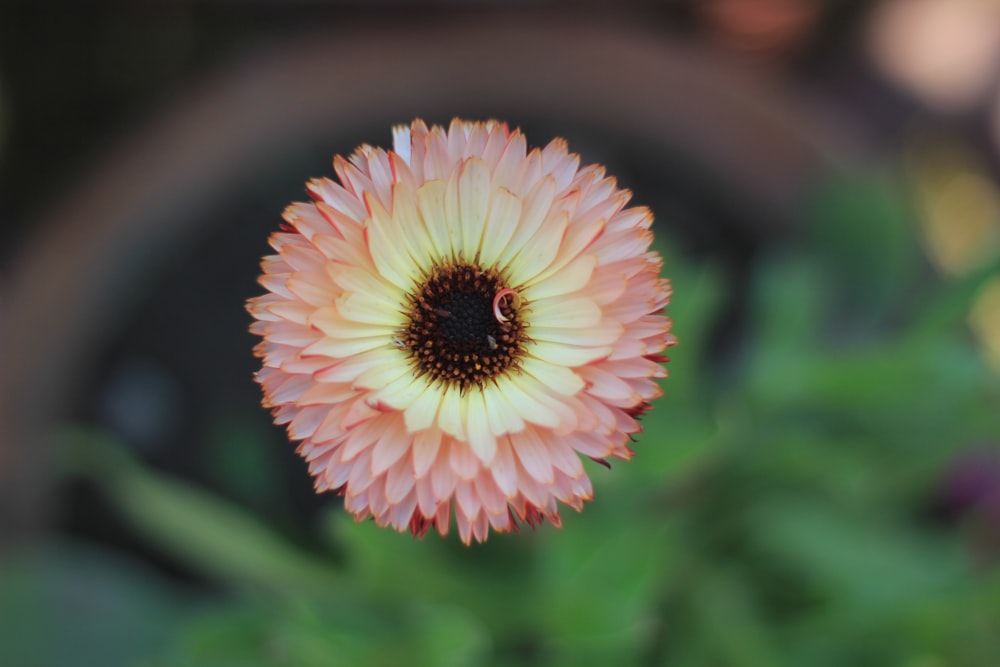 pink and yellow flower in tilt shift lens