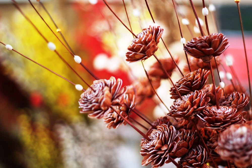 brown pine cone in close up photography